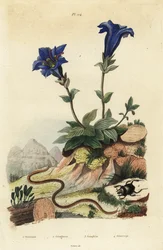 Stängelloser Enzian, Gentiana acaulis 1, Clavaria ophioglossoides 2, Tausendfüßler, Geophilus walckenaerii 3 und Mistkäfer, Geotrupes momus 4