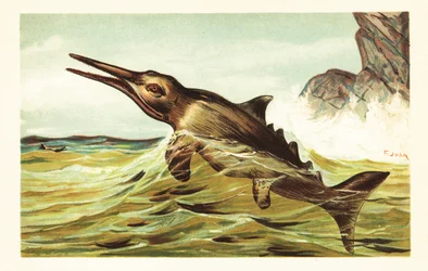 Stenopterygius quadriscissus, ausgestorbener Ichthyosaurier. 1908 (Lithografie)