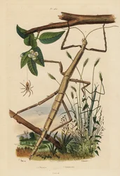 Stabheuschrecken oder Phasmiden, Carausius morosus und Clonopsis gallica, und wandernde Krabbenspinne, Philodromus aureolus