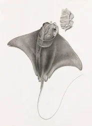 Stachelrochen, Nahaufnahme von oben