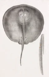 Stachelrochen, Nahaufnahme von vorne