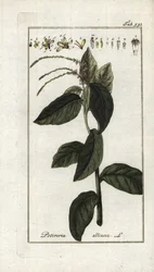 Stinkende Verbene (Petiveria alliacea). Lithographie aus „Afbeelding der Artseny-Gewassen“ von Johannes Zorn (1739-1799), Niederlande