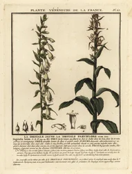 Gelber Fingerhut, Digitalis lutea