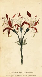 Gestreifte Alstroemeria, Alstroemeria ligtu, 1800 (Gravur)