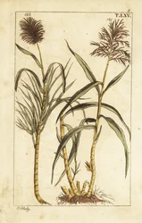 Zuckerrohr, Saccharum officinarum