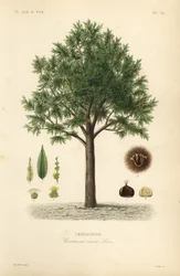 Esskastanie