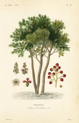 Terebinth oder Terpentinbaum, Pistacia terebinthus
