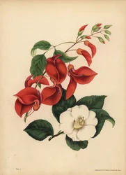 Der Korallenbaum mit Hahnenkamm, Erythrina crista-galli, Einzigartigkeit; die einfache weißblütige Kamelie oder Japanrose, Camellia japonica, Schönheit ist deine einzige Anziehungskraft