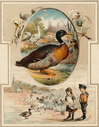 Die Ente (Illustration aus „Mon premier Grand Alphabet“)