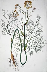 Der Fenchel, ca. 1850