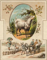 Die Ziege. Gravur in "Mein erstes großes Alphabet". Bernardin-Bechet Edition, Paris, um 1890. Illustrationen von A. des Lilleuls. Keine Seitenzahl, 46 Seiten.