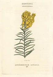 Leinkraut, Linaria vulgaris (Antirrhinum linaria). Handkolorierter Kupferstich nach einer Illustration von Richard Duppa aus seinem Werk 