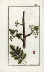 Tomentose (Elaphrium tomentosum). Lithographie aus „Afbeelding der Artseny-Gewassen“ von Johannes Zorn (1739-1799), Niederlande