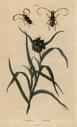 Trachyderes succinctus 1, Trachyderes mandibularis 2 und Virginische Dreimasterblume, Tradescantia virginiana 3