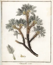 Echter Astragalus - Lithographie von F. Guimpel, entnommen aus der medizinischen Botanik von Friedrich Gottlob Haynes (1763-1832), Berlin