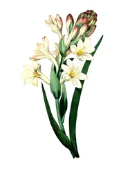 Tuberose, Agave amica (Agave polianthes), digitale Reproduktion eines Originalkunstwerks aus dem 18. Jahrhundert