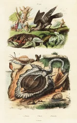 Tun-Schnecken und Wendehals
