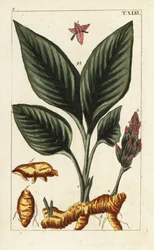 Kurkuma, Curcuma longa