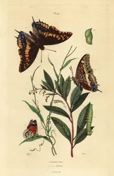 Zweischwänziger Pasha oder Fuchs-Kaiser, Charaxes jasius, mit Puppe und Raupe 1, und Cramers Achtundachtzig-Schmetterling, Diaethria clymena 2