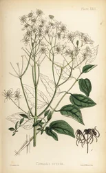 Aufrechte Waldrebe, Clematis recta (Clematis erecta). Handkolorierte Lithographie von Henry Sowerby aus Edward Hamiltons Flora Homeopathica