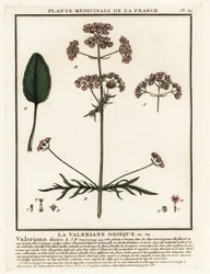 Baldrian, Valeriana dioica