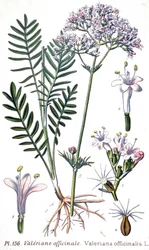 Valeriana officinalis