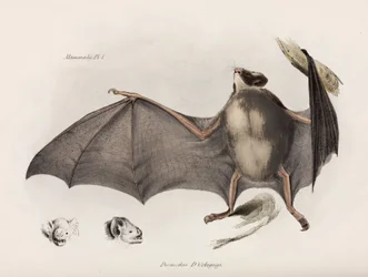 Vampirfledermaus, Südamerika, ca. 1832-1836