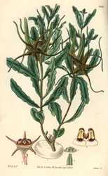 Variete von Brachystelma (Brachystelma crispum) - Illustration von William Jackson Hooper (1785-1865), Stich von Swan, für das botanische Magazin von William Curtis
