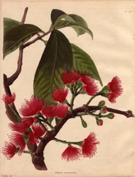 Varietät des Wasserapfels oder Rosa Apfels, mit purpurroten Blüten (Eugenia malaccensis). Tropische Pflanze malaysischen Ursprungs. Die hier dargestellte Art ist nicht nur auf die Straße von Malakka (Malaysia) beschränkt, sondern kommt in ganz Indien und d
