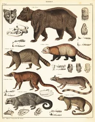 Verschiedene Bären (Lithografie)