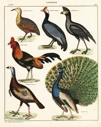Verschiedene Vogelarten