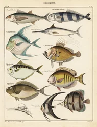 Verschiedene Fische