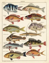 Verschiedene Fische