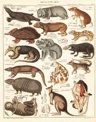Verschiedene Beuteltiere (Lithografie)