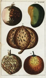 Verschiedene tropische Früchte