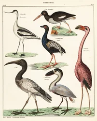 Verschiedene Watvögel (Lithographie)