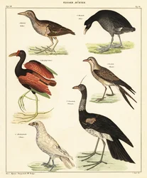 Verschiedene Wasservögel (Lithographie)