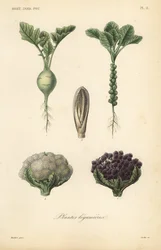 Gemüse