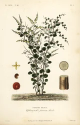 Samtblatt, Cissampelos pareira