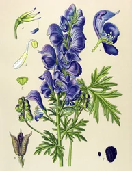 Gift- und Heilpflanze: Blauer Eisenhut (Aconitum napellus)