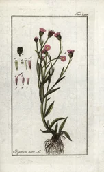 Scharfer Berufkraut (Erigeron acris). Lithographie aus „Afbeelding der Artseny-Gewassen“ von Johannes Zorn (1739-1799), Niederlande