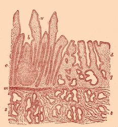 Vertikalschnitt der Schleimhaut