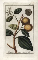 Brechnuss (Strychnis nux-vomica). Lithographie aus „Afbeelding der Artseny-Gewassen“ von Johannes Zorn (1739-1799), Niederlande