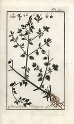 Stinkender Gänsefuß (Chenopodium vulvaria). Lithographie aus „Afbeelding der Artseny-Gewassen“ von Johannes Zorn (1739-1799), Niederlande