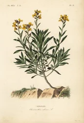 Goldlack, Erysimum cheiri