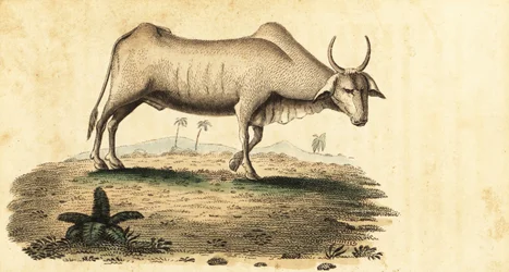 Wasserbüffel, Bubalus bubalus, 1800 (Gravur)