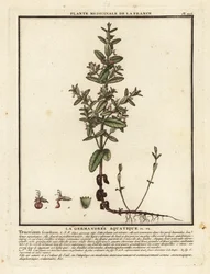 Wasser-Gamander, Teucrium scordium