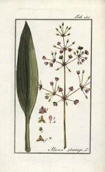 Froschlöffel (Alisma plantago-aquatica). Lithographie aus „Afbeelding der Artseny-Gewassen“ (Herbarium der Heilpflanzen) von Johannes Zorn (1739-1799), Niederlande