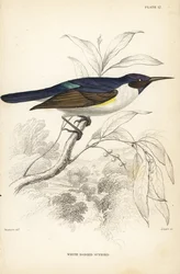 Westlicher Purpur-Rückensonnenvogel, Anthreptes longuemarei (Weißbauch-Sonnenvogel, Anthreptes leucosoma). Handkolorierter Stahlstich von William Lizars nach William Swainson aus Sir William Jardine