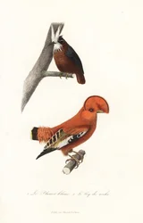 Weißbart-Ameisenvogel und Tiefland-Felsenhahn.
